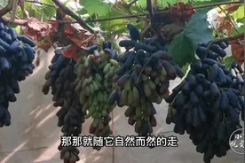葡萄采收过后，有哪些管理上的细节要注意？今天来聊一聊视频封面