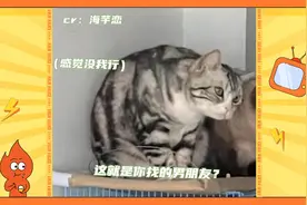 当猫咪第一次见主人的男朋友，它们的表情可以脑补一万句内心OS视频封面