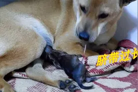 狗狗第一次生崽，是如何自己剪断脐带的？给大家看看吧视频封面