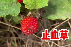 止血草粗叶悬钩子也叫“大叶蛇泡”，原来价值那么大？很多人不知视频封面