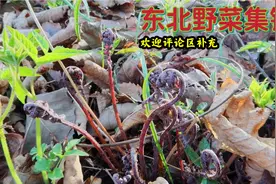 东北深山常见的野菜你认识几种 峰婶带你认识野菜 评论区欢迎补充视频封面