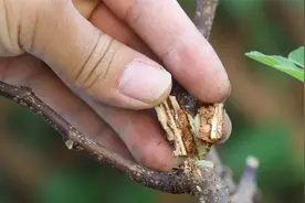 记住这招妙招，轻轻松松-就能清除无花果枝杆里虫子视频封面