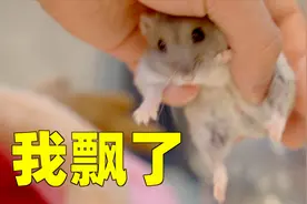 小仓鼠与猫同住半年会怎样？仓鼠：我能吹一辈子视频封面