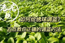 如何给绣球调蓝？五点教你正确的调蓝方法！养花必懂小知识视频封面