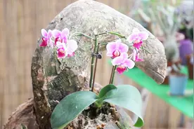 蝴蝶兰喜欢附生在枯木上，花友们是不是也弄个木头花盆视频封面
