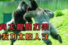 2只银背大猩猩相互打架，爆发力惊为天人，镜头拍下全过程视频封面