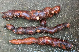 野生药材“乌药”，块根像“小番薯”，大家知道用途与价值吗？视频封面