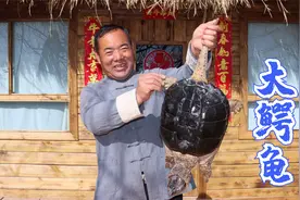 都说鳄龟是好东西，今天宰一只红焖，果然香气四溢，名不虚传视频封面