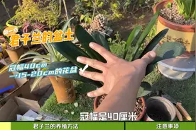 君子兰养护大全：掌握重点，就能轻松养好，叶绿花多视频封面