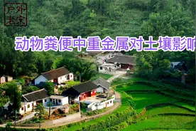 动物粪便能增加土壤养分，但动物粪便中重金属，同时带来一些问题视频封面