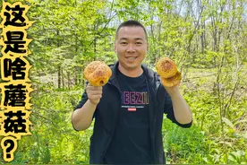 柳树长的这种蘑菇到底能不能吃？小郭经过多方打听，最终结果如何视频封面
