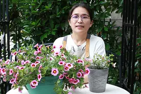 百万小铃的养殖方法，只要注意这几项，养护起来简单！视频封面