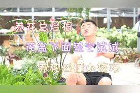 养花为什么总烂根？花盆下面垫它试试。花盆透气排水教学。视频封面