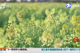 杭州西湖区双浦镇：七彩油菜花 竟是用萝卜做的“神奇实验”视频封面