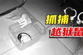 仓鼠越狱不要慌，一个小技巧让鼠子“乖乖回家”视频封面