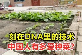 中国人有多爱种菜？啥土地都种，难道就没有中国人种不了的地？视频封面