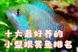 十大最好养的小型观赏鱼排名。#养鱼日记 #观赏鱼 #热带鱼 #水族视频封面