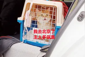 金甜甜去了北京新家，临走时和主人道别，不舍，叮嘱，彼此保重视频封面
