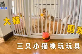 几只小猫隔门玩玩具，大猫们一旁围观，胖公猫突然倒地卖萌真可爱视频封面