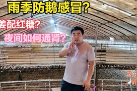 养鹅大王：雨季小鹅感冒如何防治？老张建议鹅场常备这几味原材料视频封面