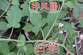 “白英”是“神农本草经”记载的植物，带大家一起认识一下它
