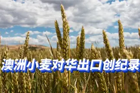 澳洲小麦对华出口创纪录，报了美国的“一箭之仇”视频封面