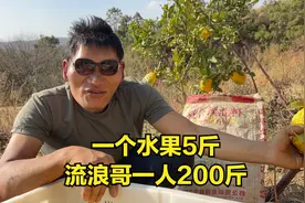 云南农村特色水果一个重5斤，40个才有流浪哥一人重，清香又好吃视频封面