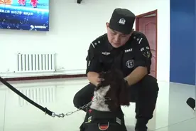 看了不许哭！沧州两条功勋犬退役被领养，训导员哭得像个孩子视频封面