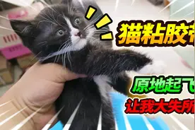 测验猫咪爪子粘胶带，没有起飞大失所望，这还不是一个品种视频封面
