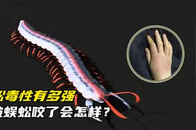 蜈蚣毒性有多强，人被蜈蚣咬了会怎样？我国最大蜈蚣有多大？