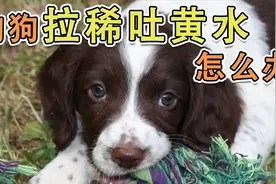 狗狗拉稀吐黄水怎么办视频封面