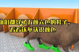 动物们都穿了五颜六色的鞋子，看看认不认识颜色视频封面