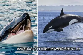 虎鲸身上为什么没有藤壶视频封面