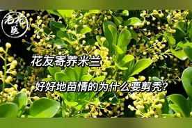 花友寄养米兰，好好地苗情的为什么要剪秃？视频封面