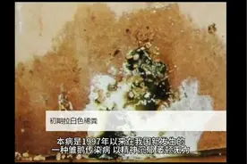 鹅副黏病毒怎么治疗副粘病毒用什么药治疗最好鹅副粘病毒最隹用药视频封面