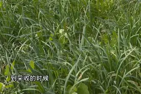 如何去除蔬果上的农药残留？学会这几招，放心吃蔬果！视频封面