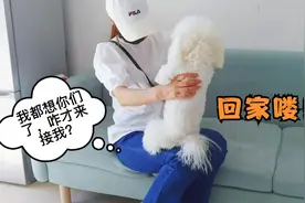 毛孩子在外寄养30天，见到主人开心到转圈圈，主人却直呼认不出视频封面