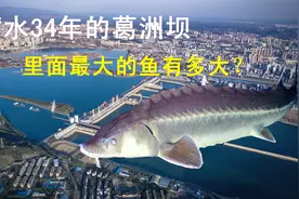 投资48亿的葛洲坝，蓄水34年水深达50米，里面最大的鱼有多大？视频封面