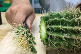 仙人球养成“仙人柱”？给仙人球打顶，一刀下去，一球变多球视频封面