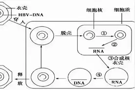 乙肝药化前沿，上海恒瑞医药科学家发现，新型高效化合物SHR5133视频封面