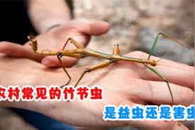 农村常见的竹节虫，最长可以长到62厘米，是益虫还是害虫？视频封面
