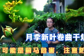 月季新叶新芽卷曲干焦，叶子背面发黑，有可能是蓟马危害注意防治视频封面
