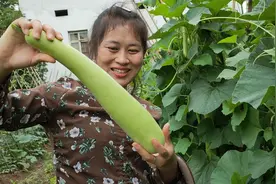 小菜园大丰收，小舒赤脚摘菜又烧鸡，那份安逸和满足千金难买视频封面
