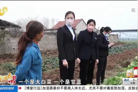 临沂新鲜甘蓝和白菜滞销，菜农求助寻销路，商场爱心助农菜地收购视频封面