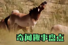 野马已经绝迹了吗？世界上仅存的普氏野马，有什么不同？视频封面
