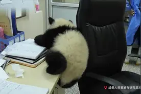 外国人看当熊猫幼崽爬到您的办公桌上会怎么样？姿势萌化外国网友视频封面