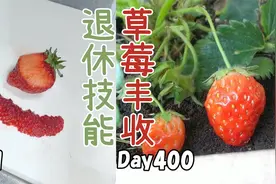 拉着你的手学，保姆级园艺教学：用超市草莓播种400天后迎来丰收视频封面