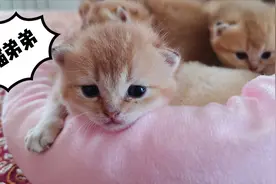 如何辨识猫咪性别？主人教你一招，一眼看出公母