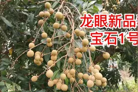 龙眼新品种“宝石1号”肉质脆甜，不流汁，产量高，嫁接成活率高视频封面