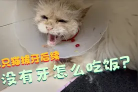 三只猫因口炎拔牙住院，我第一次体验当“护工”的感觉视频封面